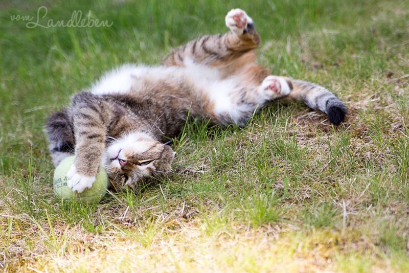 Catcontent - Katze mit Tennisball